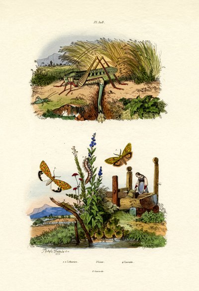 Papillon de la chenille à tente - French School